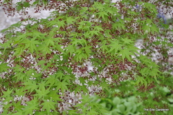 Acer palmatum 'Kagiri Nishiki' — photo 5